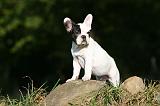 BOULEDOGUE FRANCAIS 1244